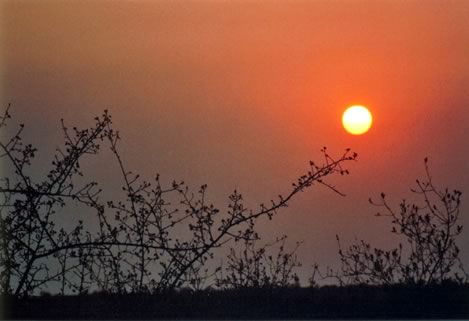 Alba - Kruger National Park