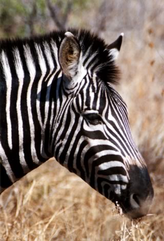 Zebra - Kruger National Park