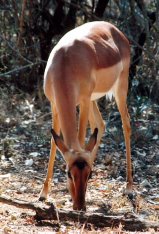 Impala - Kruger National Park