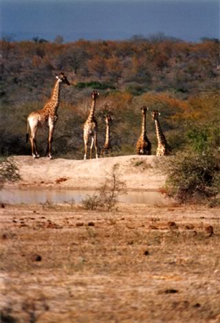 Giraffe - Kruger National Park