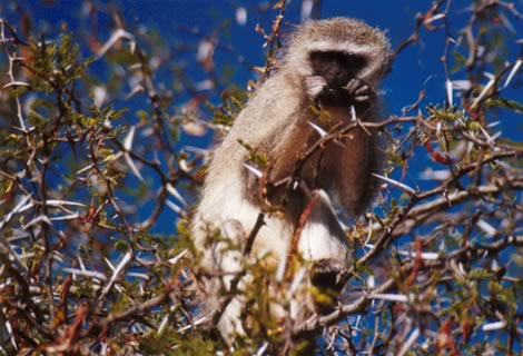 Cercopiteco verde - Kruger National Park