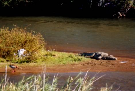 Coccodrillo - Kruger National Park