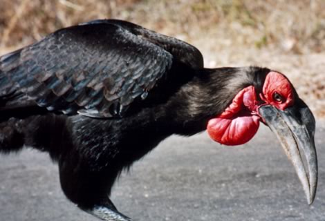 Ground hornbill - Kruger National Park