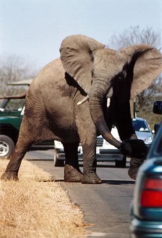 Elefante - Kruger National Park