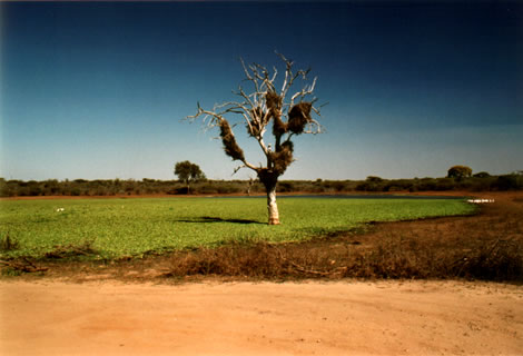 Stagno - Kruger National Park