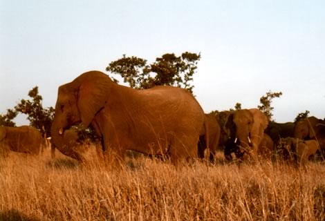 Elefanti - Kruger National Park