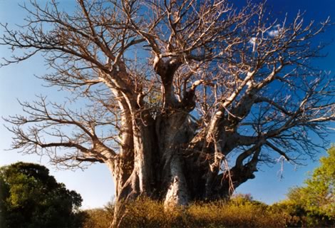 Baobab - Kruger National Park