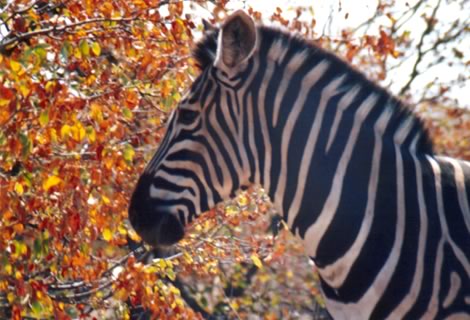 Zebra - Kruger National Park