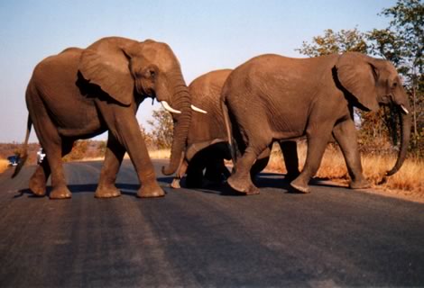 Elefanti - Kruger National Park