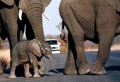 Elefantino - Kruger National Park