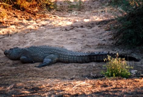 Coccodrillo - Kruger National Park