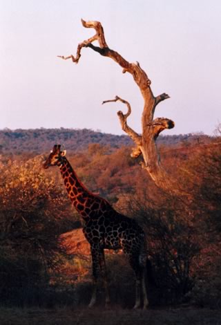 Giraffa - Kruger National Park