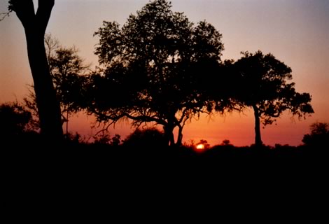 Alba - Kruger National Park