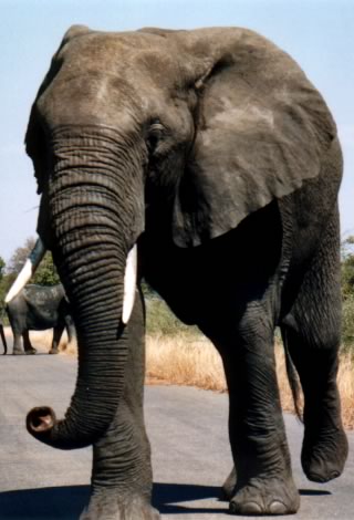 Elefante - Kruger National Park