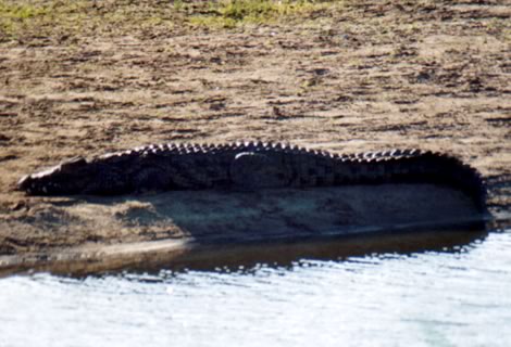 Coccodrillo - Kruger National Park