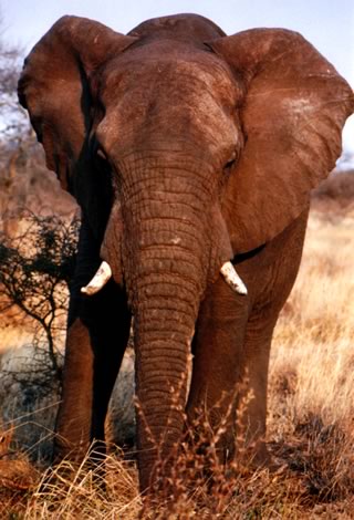 Elefante - Kruger National Park