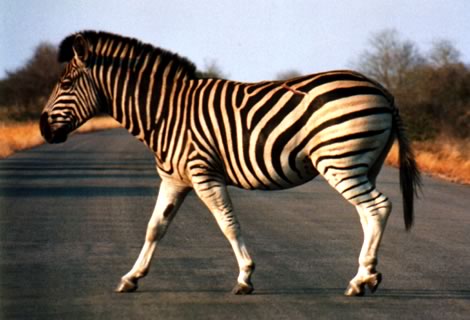 Zebra - Kruger National Park