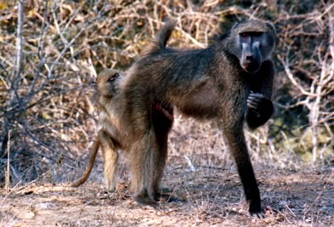 Babbuini - Kruger National Park