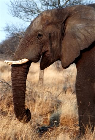 Elefante - Kruger National Park