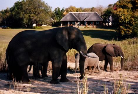 Elefanti - Inyati Private Game Reserve