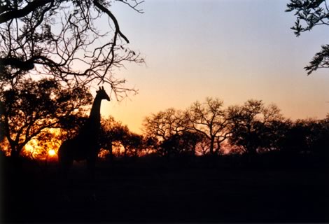 Alba - Inyati Private Game Reserve