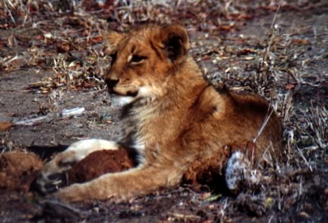 Baby leone - Inyati Private Game Reserve