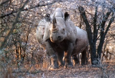 Rinoceronti neri - Mkhaya Game Reserve