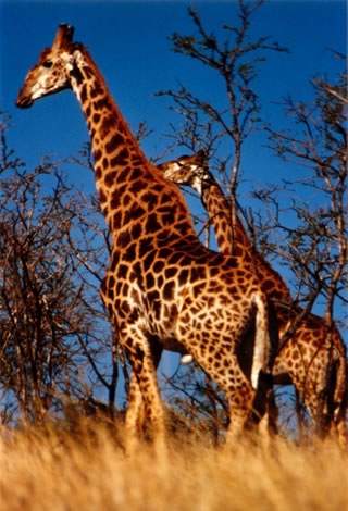 Giraffe - Hluhluwe-Umfolozi Park