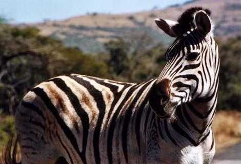 Zebra - Hluhluwe-Umfolozi Park