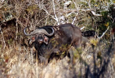 Bufalo - Hluhluwe-Umfolozi Park