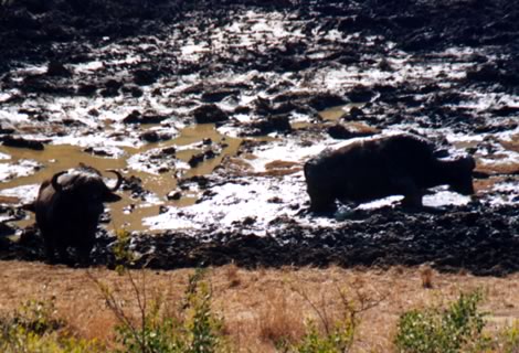 Bufali - Hluhluwe-Umfolozi Park