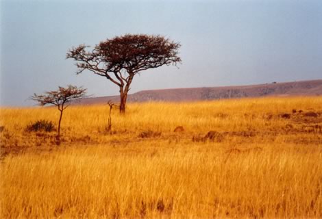 Ithala - Ithala Game Reserve