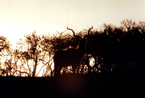 Kudu - Ithala Game Reserve