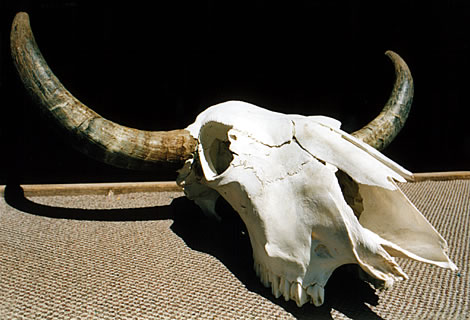 cow skull